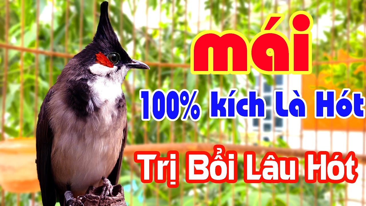 Chào Mào Mái Kích Trống Ra Giọng Cực Nhanh | Bổi Nghe Là Nổi, Lên Lửa 100% 🔥
