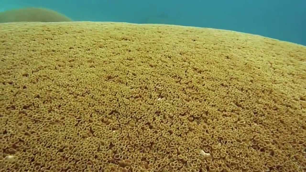 巨大なラッパウニ