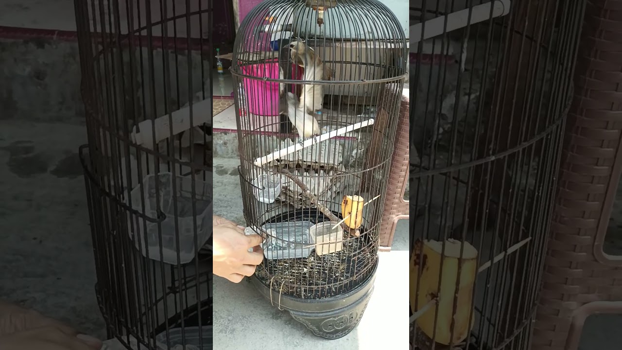Burung jrogjog