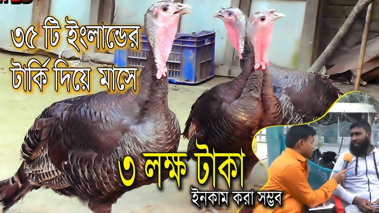 ৩৫ টি ইংলান্ডের টার্কি দিয়ে ইনকাম করা সম্ভব | বিস্তারিত নবাবগঞ্জের রুবেলের সফলতা