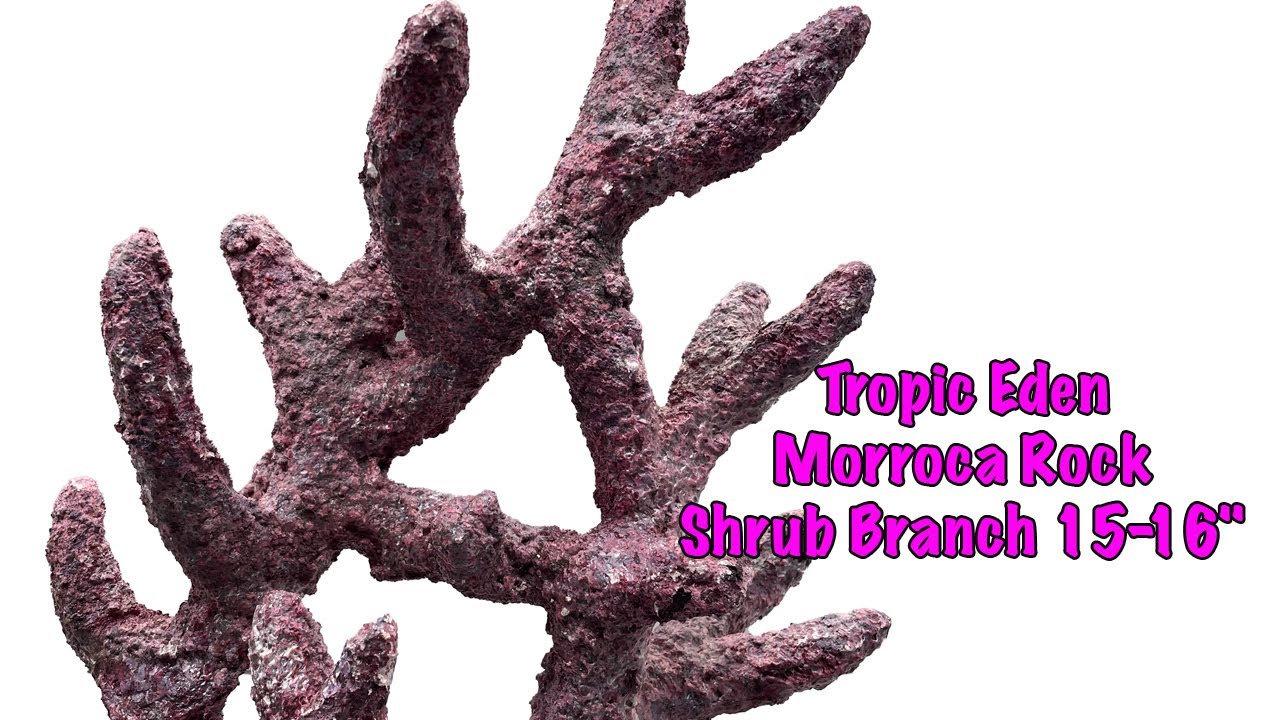Tropic Eden Morroca Rock - Shrub Branch 15-16