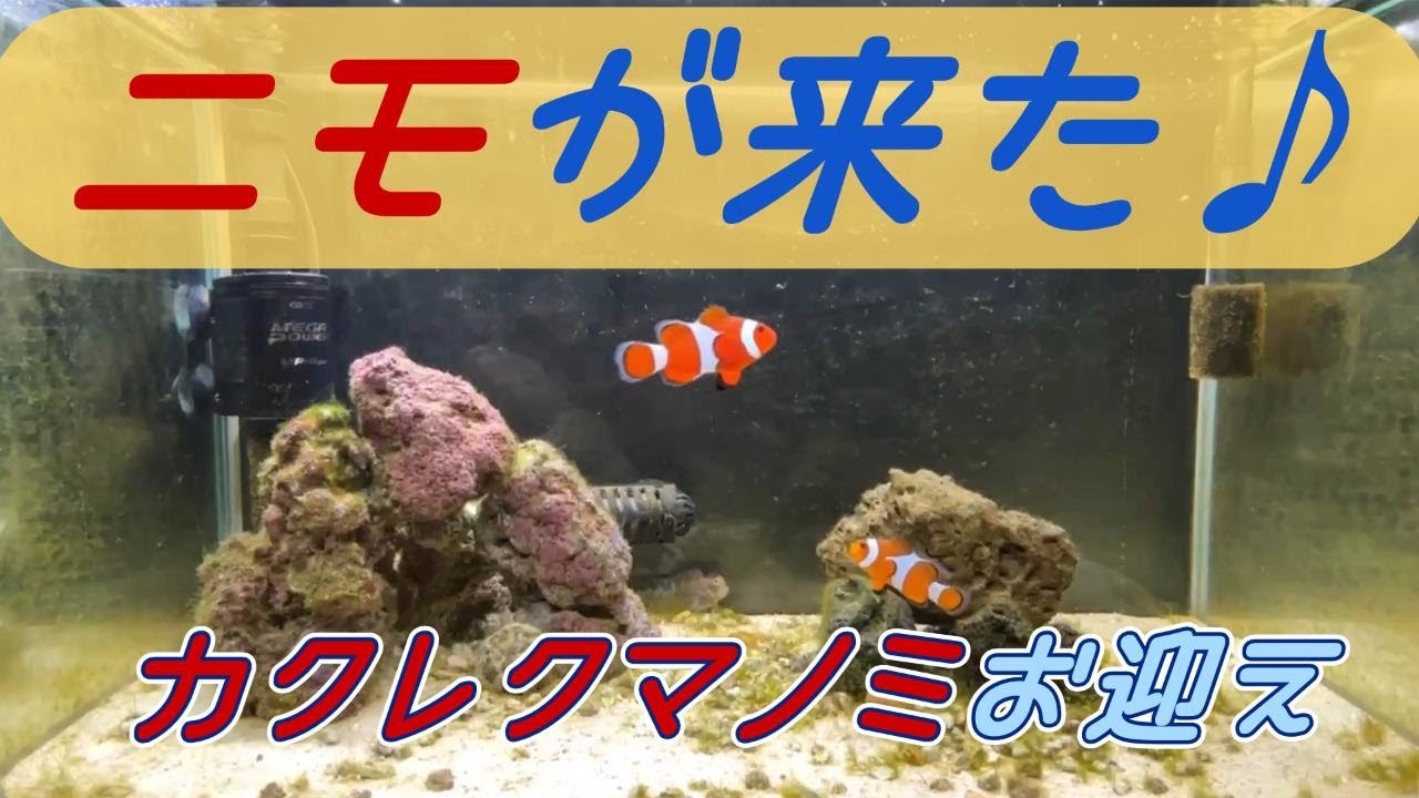 #12　念願のカクレクマノミお迎え　#アクアリウム  #海水魚水槽 #カクレクマノミ  #ヤエヤマギンポ  #ヤドカリ #イソギンチャク #aquarium #clownfish