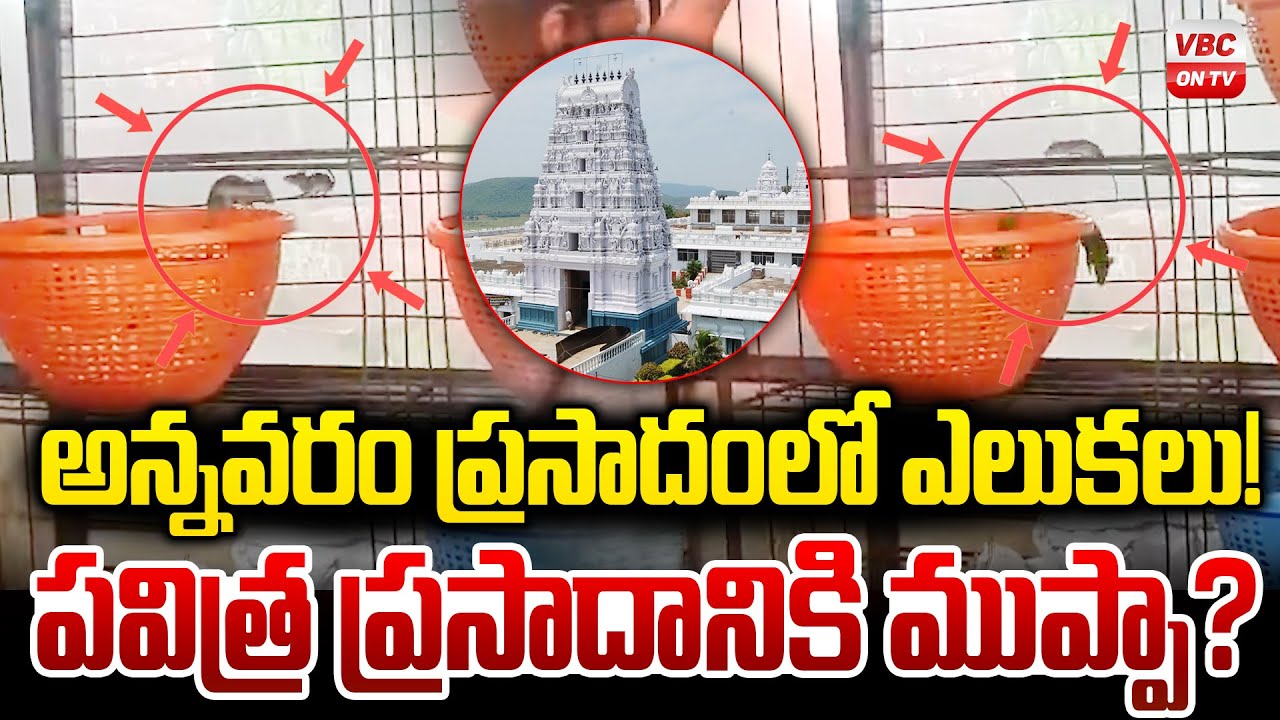 అన్నవరం ప్రసాదంలో ఎలుకలు!  ప్రసాదానికి ముప్పా | Rats in Prasadam | Annavaram Prasadam Issue | VBC