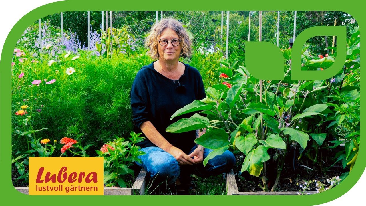 Dann ist eine Aubergine reif: 5 Merkmale, die du für die Ernte kennen solltest 🍆