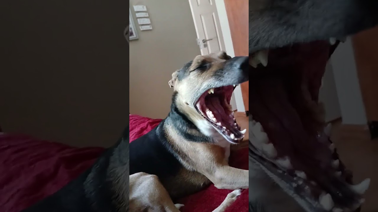 Morning routine with my dog🐕🐕🐕🐕❤️❤️❤️❤️😍😍😍😍😍😍
