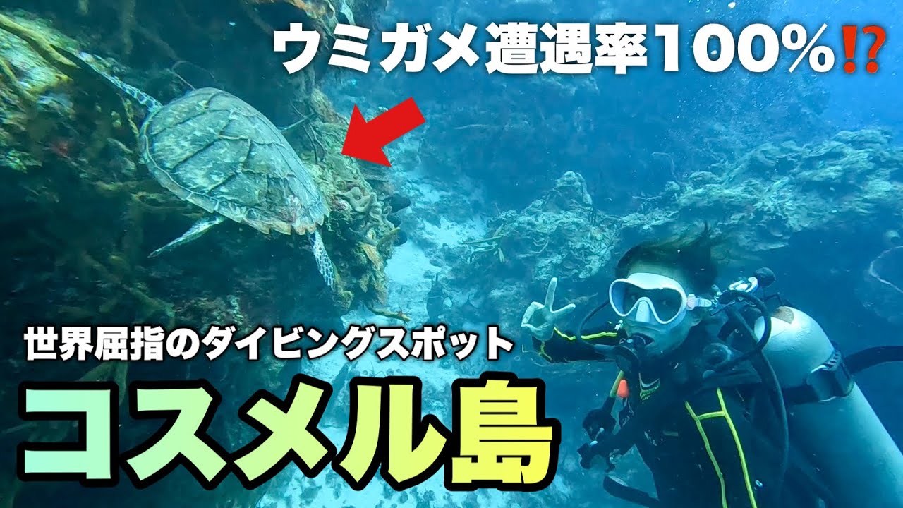 コスメル島のお陰でダイビング好きになった！！！【コスメル島•メキシコ】#54