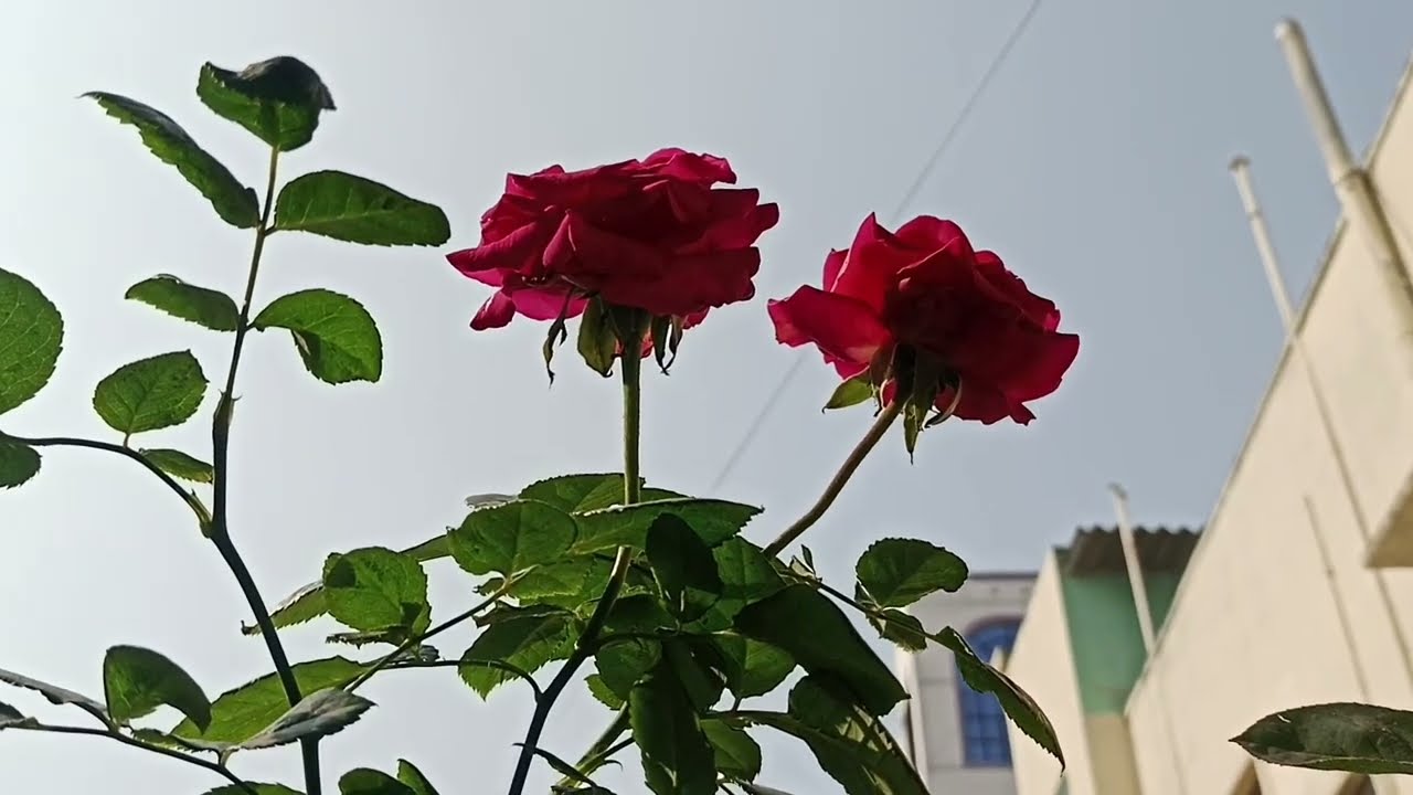 #rose plant ☘️ growthing video