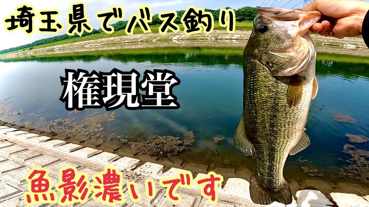 権現堂でバス釣り(埼玉県)