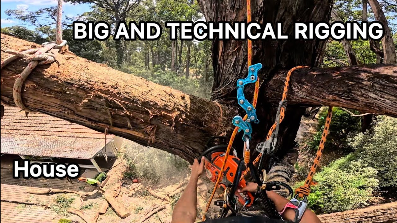 90ft WIDE Gum Tree Removal Australia