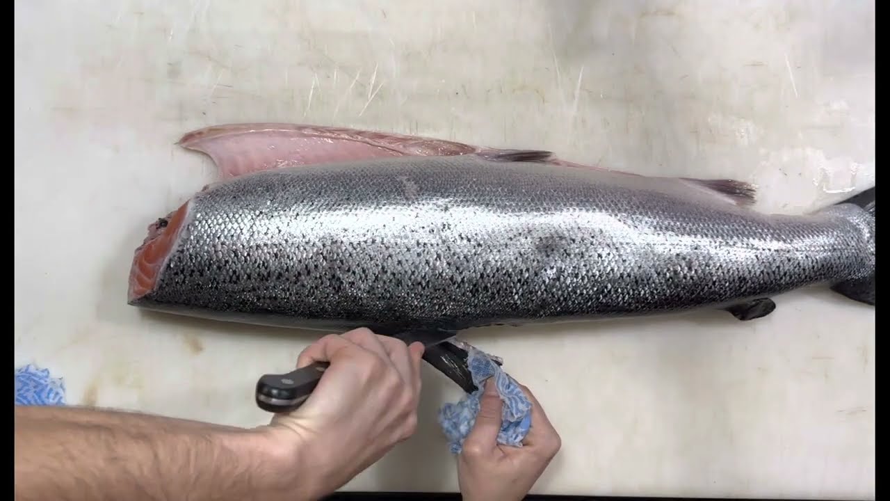 Filetando Salmão…Como limpar salmão? ASMR #canhoto
