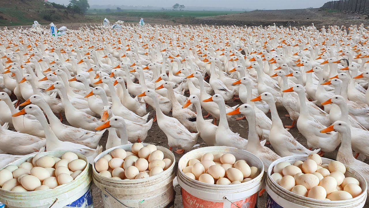 Raise Free Range Ducks For Eggs - Duck Song - Duck Farm