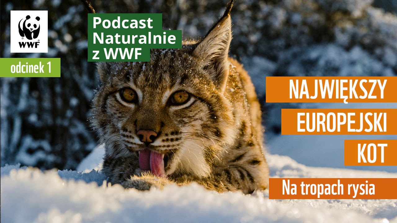 Naturalnie z WWF Podcast | #1 | Największy kot Europy