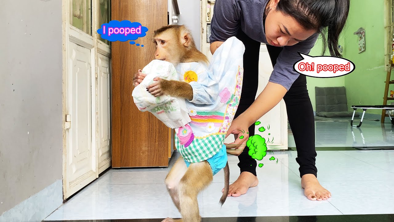 Monkey Lyly was embarrassed because she pooped her diaper while waiting for her mother to cook.
