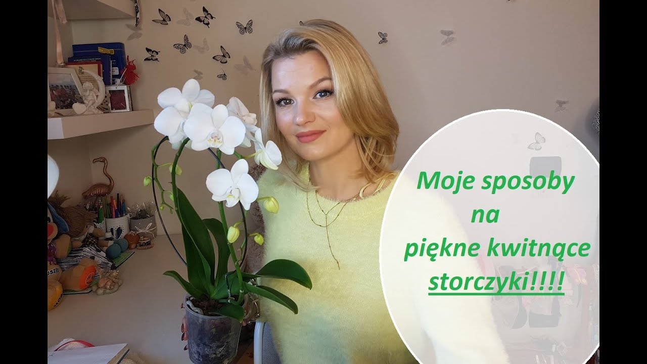 Storczyki - pielęgnacja , światło, podlewanie ,przycinanie. Wszystko co powinieneś wiedzieć.