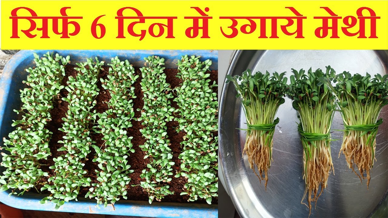 Grow Methi/Fenugreek in just 6 days at home | Grow Fenugreek in just 6 days | Organic Methi in soil