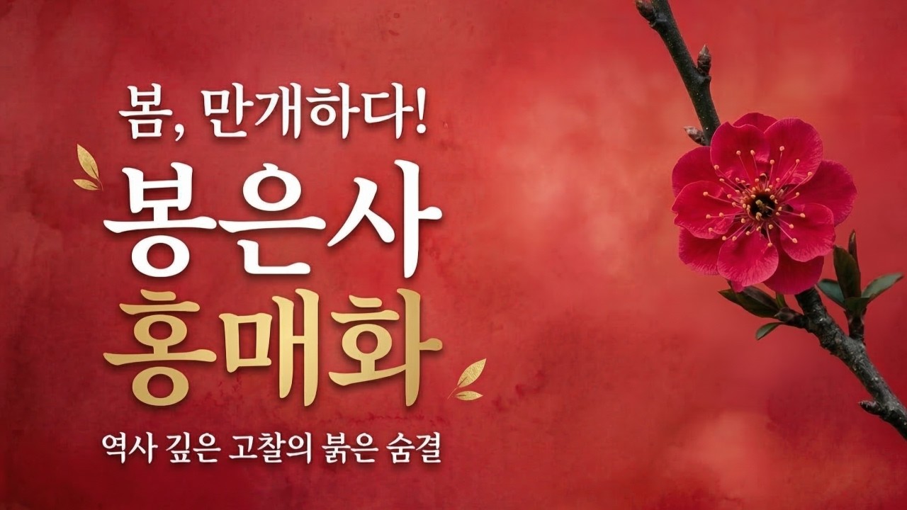 서울 강남 봉은사 홍매화가 활짝피었습니다. 03.07일현재