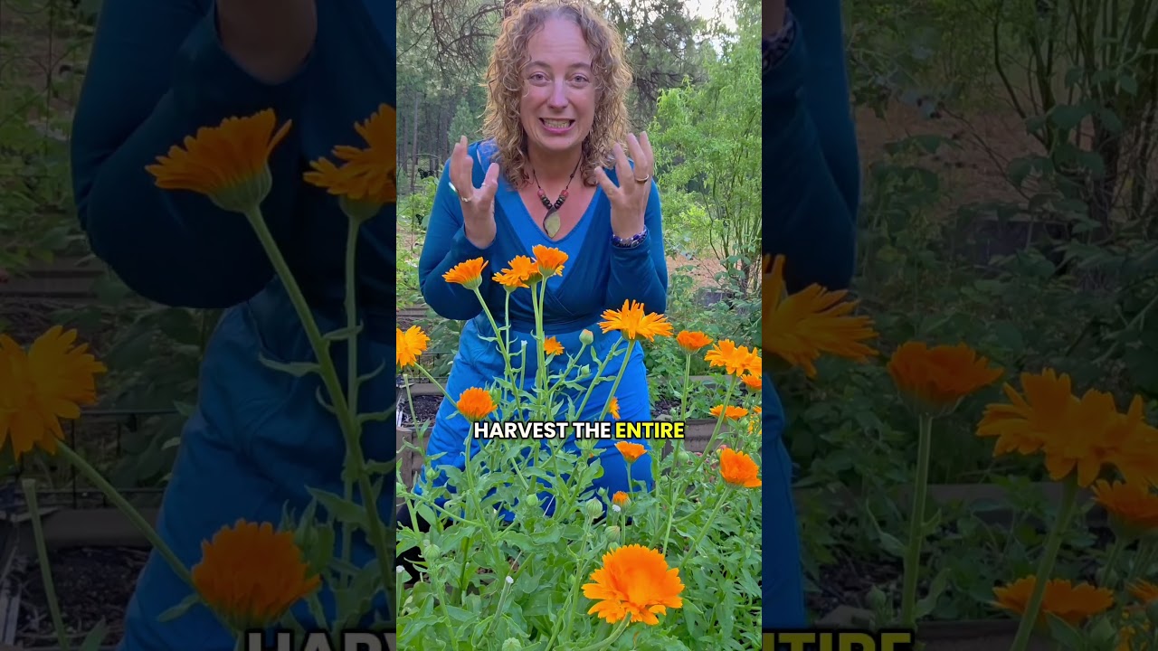 3 Tips to Make the Best Calendula Medicine