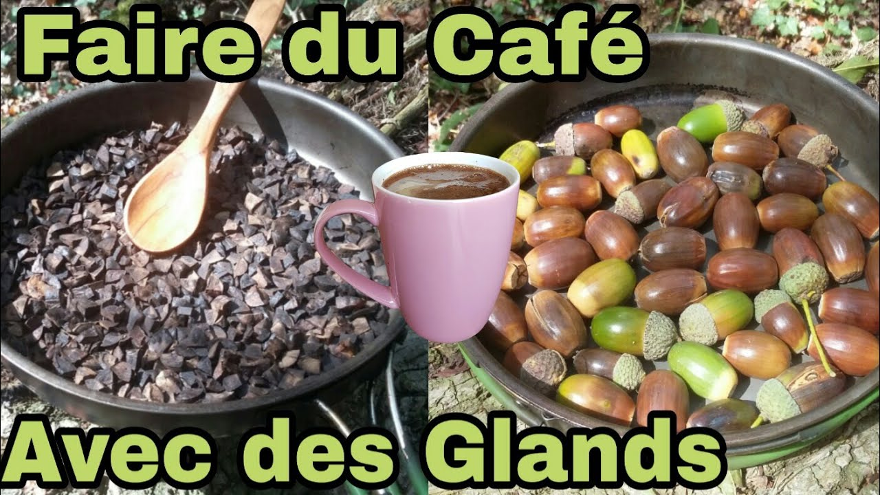 J'ai Fais du Café avec des Glands au Milieu de la Forêt