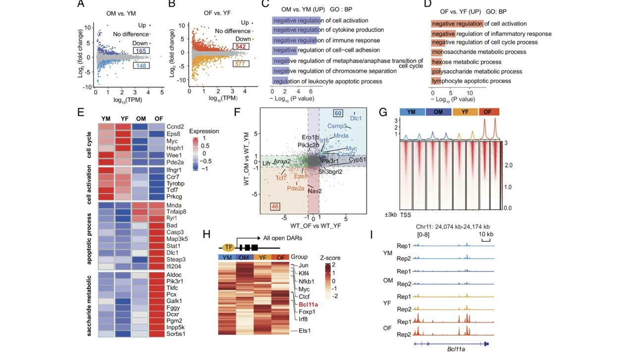 Xu, Yu, Bcl11a in B 1B cell maintenance PNAS 2025