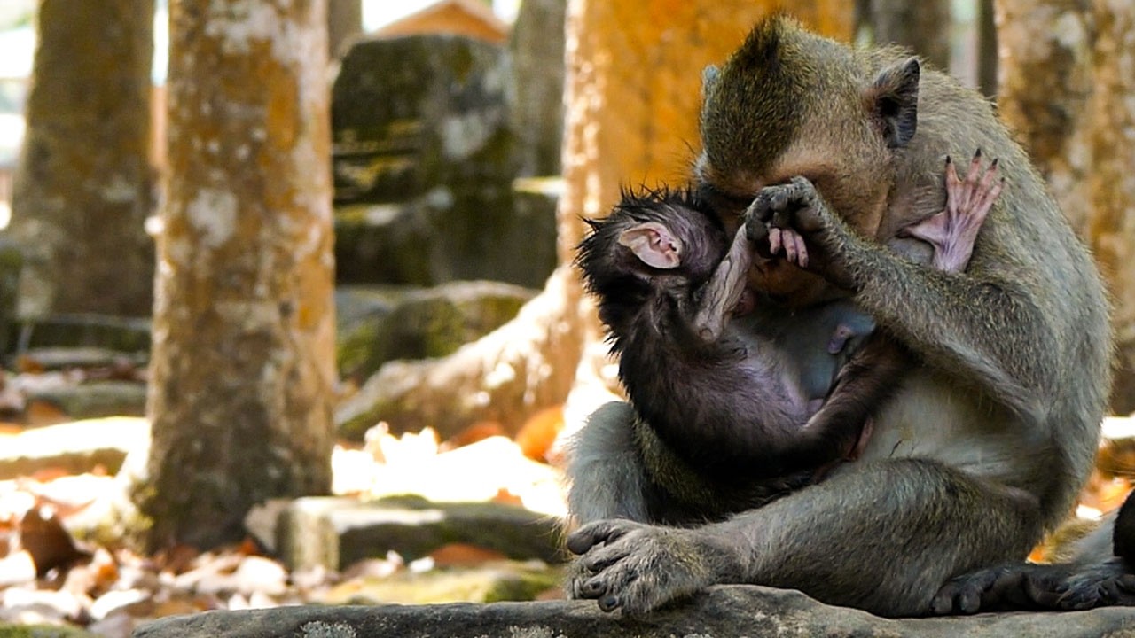 Silent outdoor life | Monkey Amaya always checks on her baby to make sure he is well