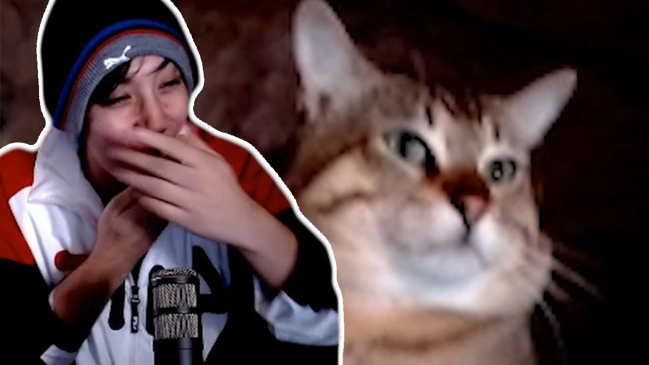 Quackity Gets Attacked By His Cat On Stream