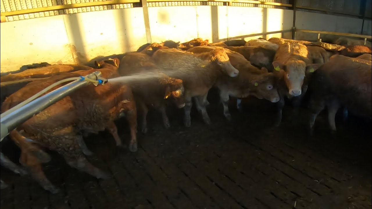 TREATING CATTLE FOR LICE