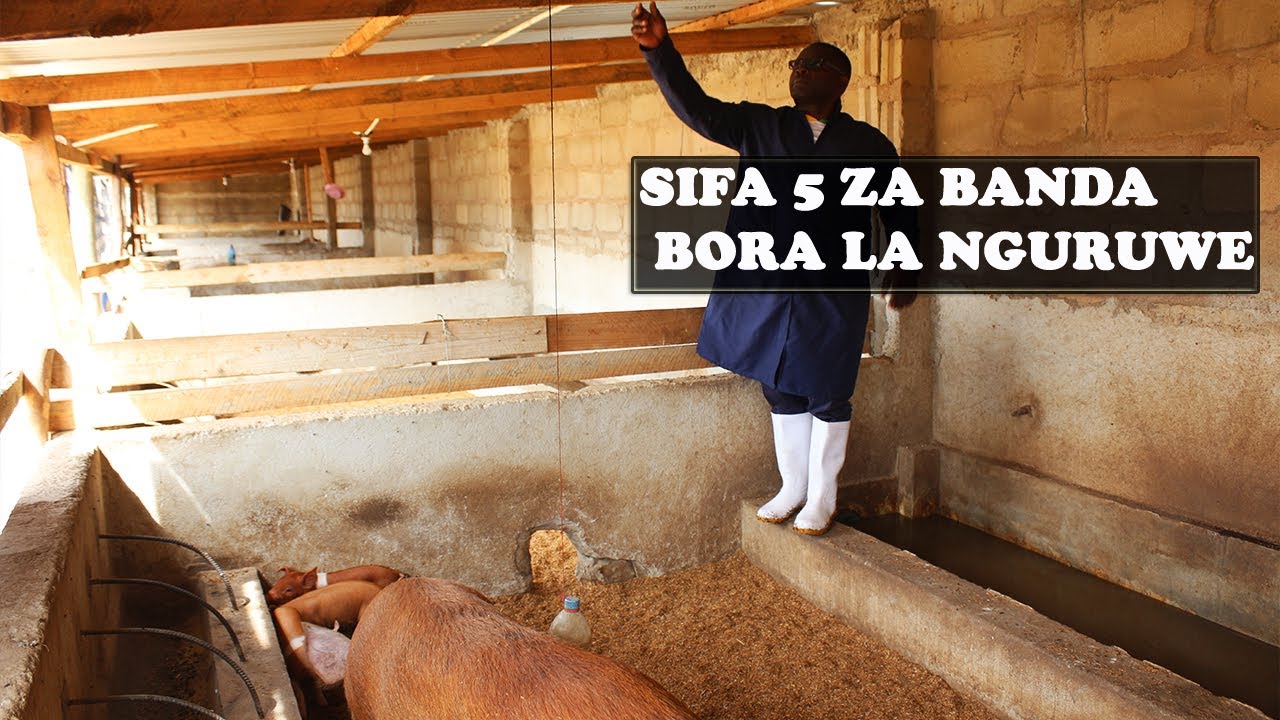 DARASA LA UFUGAJI BORA WA NGURUWE |SIFA 5 ZA BANDA BORA LA NGURUWE|