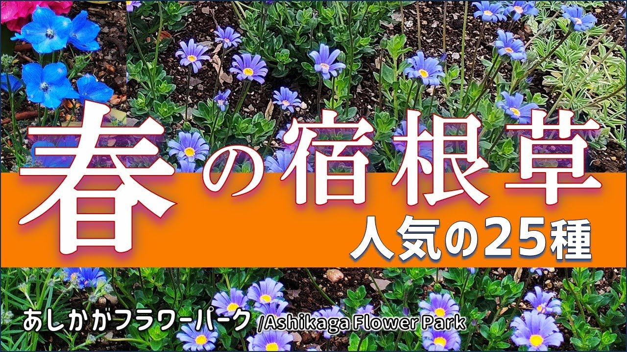 【ガーデニング】４月上旬に大々的に植栽された宿根草！人気の25種の紹介！園芸のプロから学ぶ！あしかがフラワーパーク【栃木県足利市】Gardening