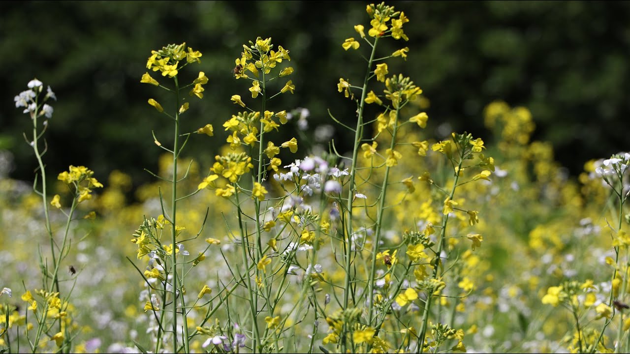 Demo akker natuurinclusieve landbouw