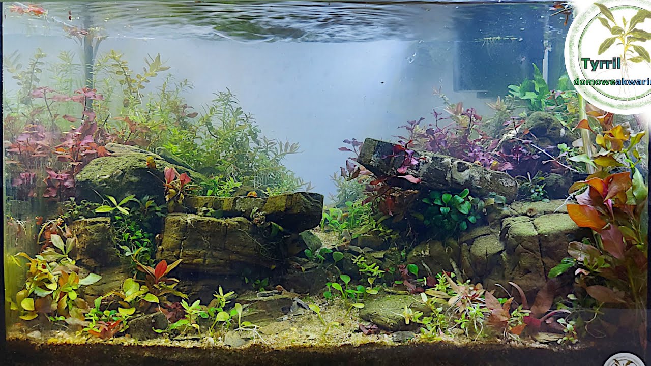 30l akwarium z czerwonymi roślinami. Zakładanie akwarium. Start akwarium.
