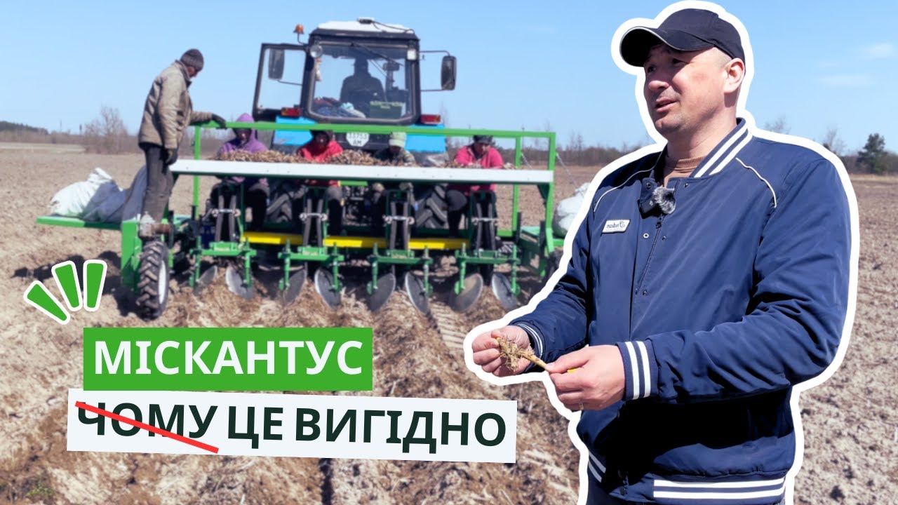 Міскантус.  Як виростити, переробити і заробити на бідних ґрунтах |  АГ-БАГ-УКРАЇНА