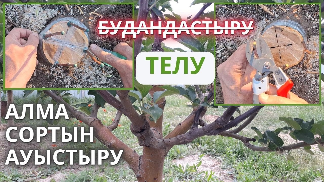Алма ТЕЛУ / ҰЛАУ, Сортын АУЫСТЫРУ. ауырушаң ағашты ауырмайтынға айналдыру