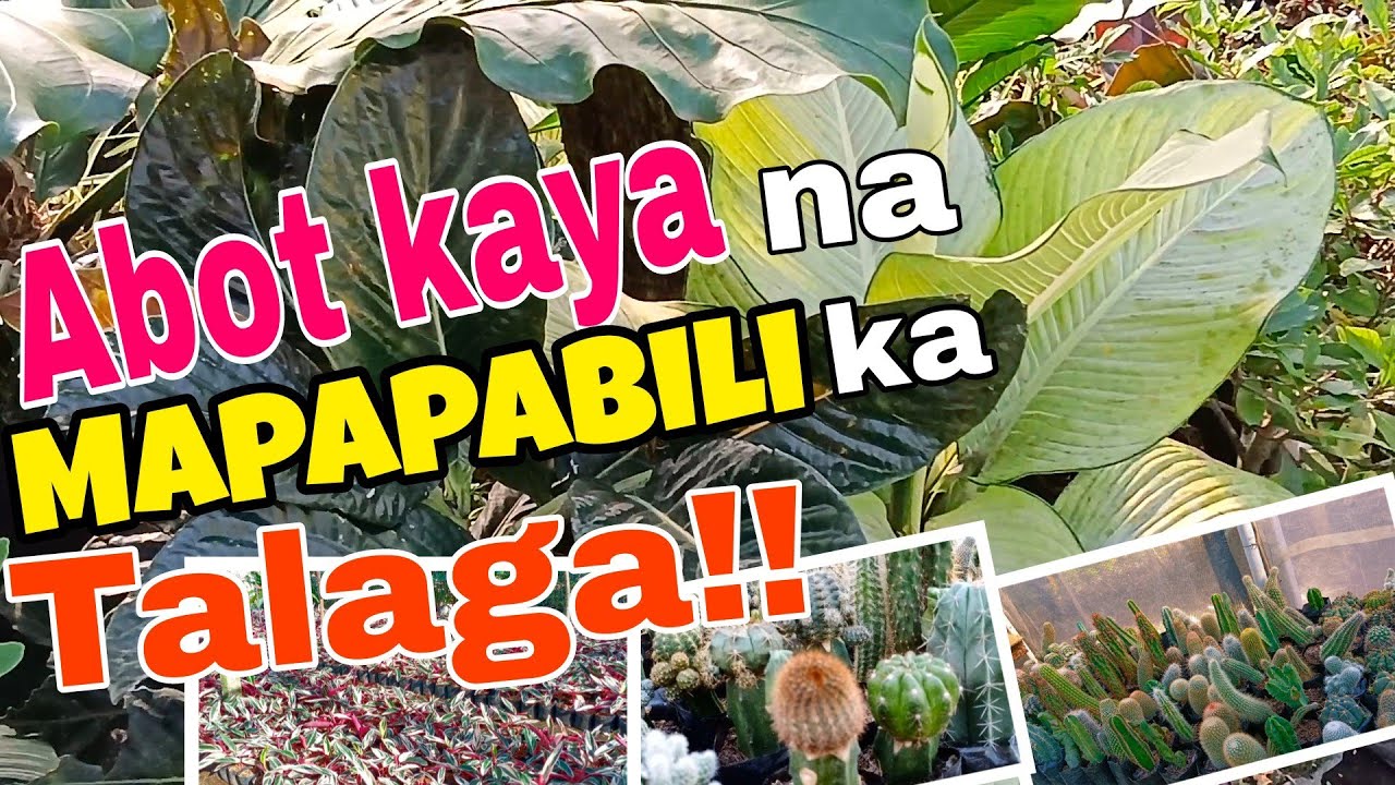 Abot Kaya Na Mapapabili Ka Talaga Sa Elma's Garden Silang#gardentour #plants #plantita