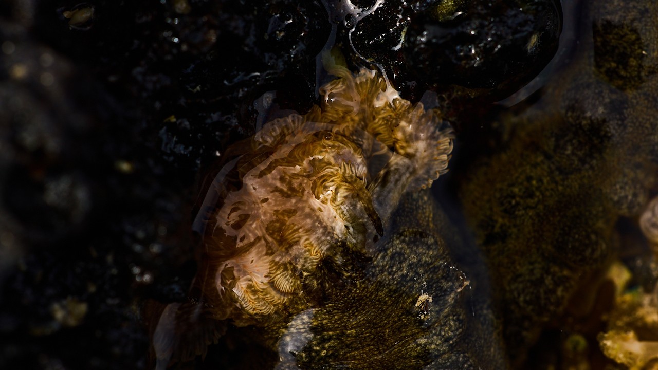 Sticky Snake Sea Cucumber in a Tidal Pool // Mauritius Wild Life