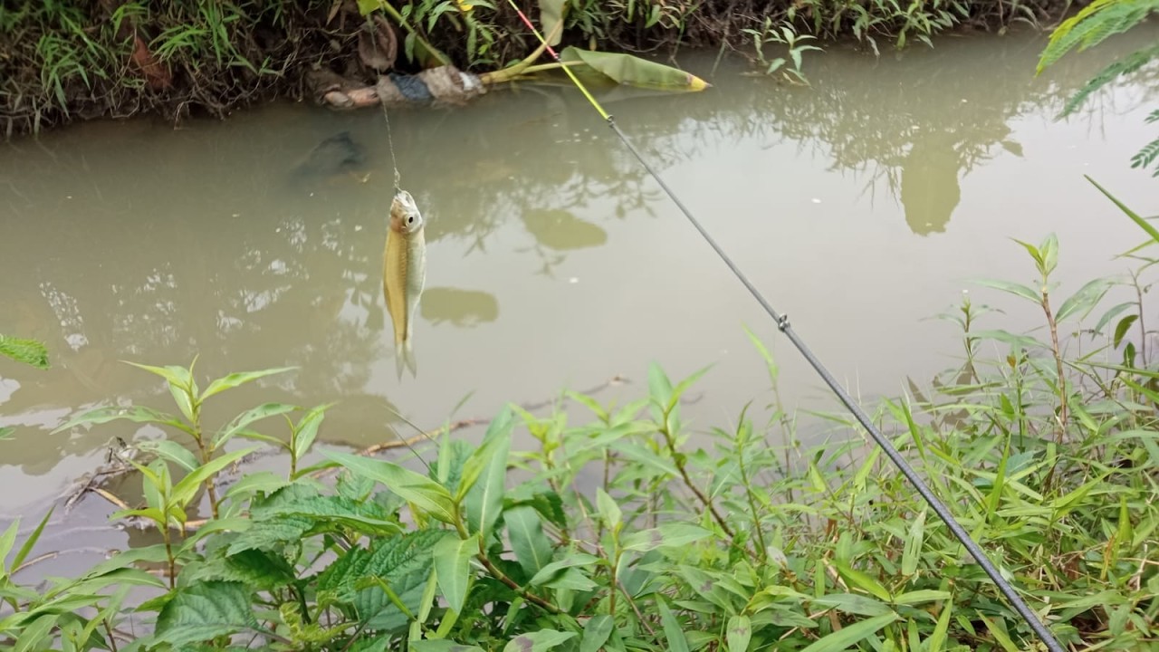 STRIKE MANCING SORE HARI MANTAP