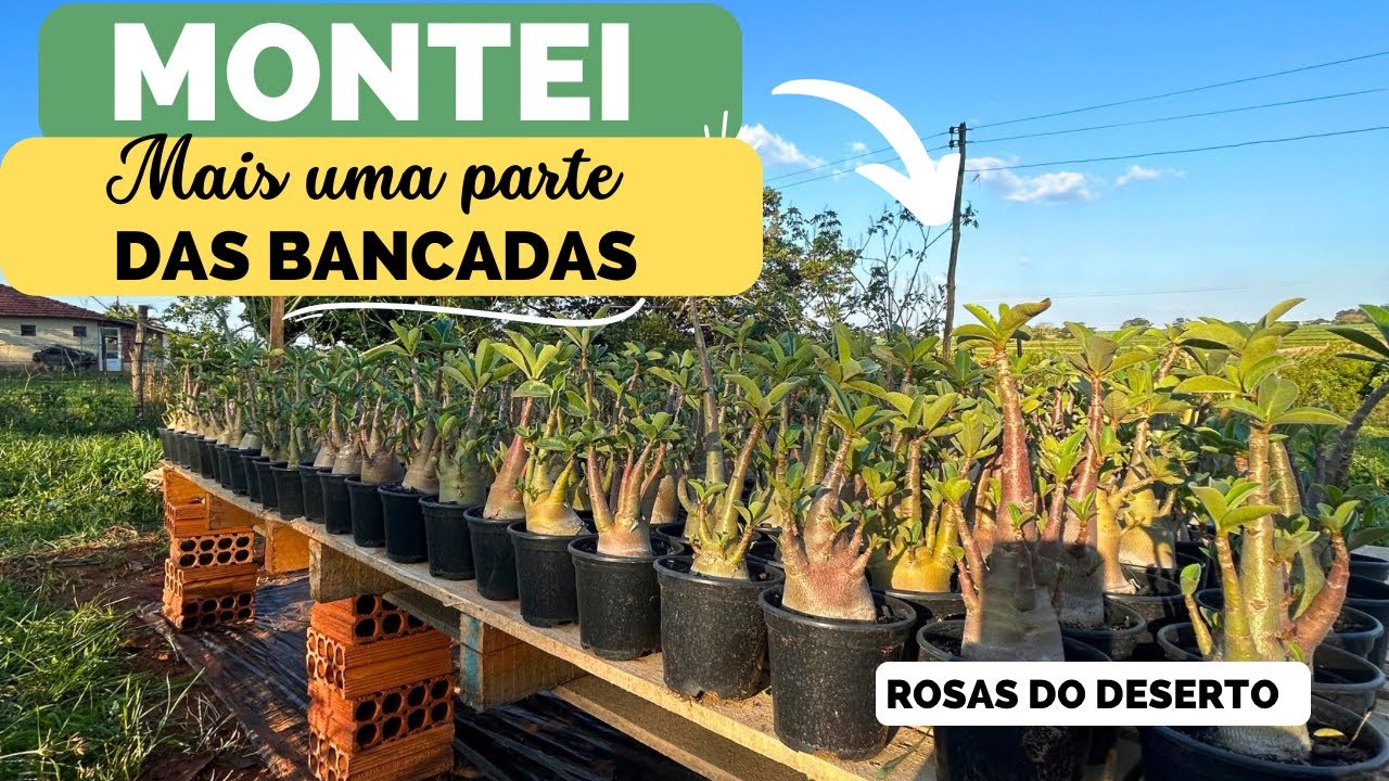 Montando MAIS BANCADAS para receber mais ROSAS DO DESERTO VLOG 