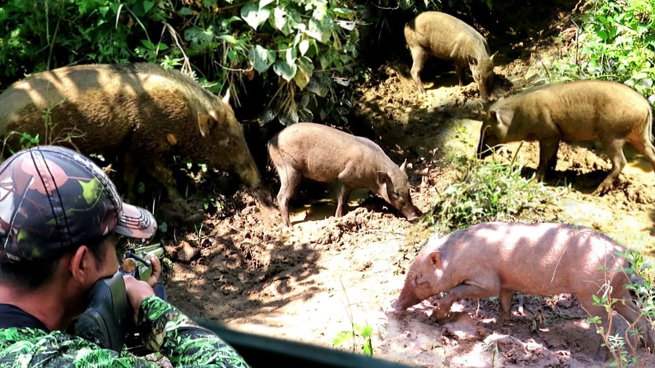 FULL 2 HARI😱😱BERBURU GEROMBOLAN BABI HUTAN SUPER-SUPER JUMBO MASIH SPOT KEBUN UBI//SINGKONG.