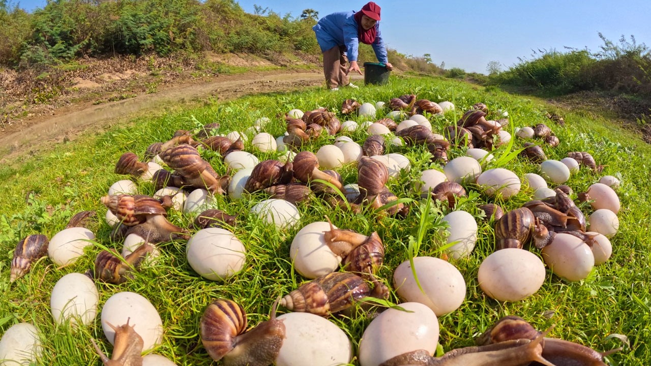 Survival Skills: How to Find and Harvest Giant Snails in the Wild