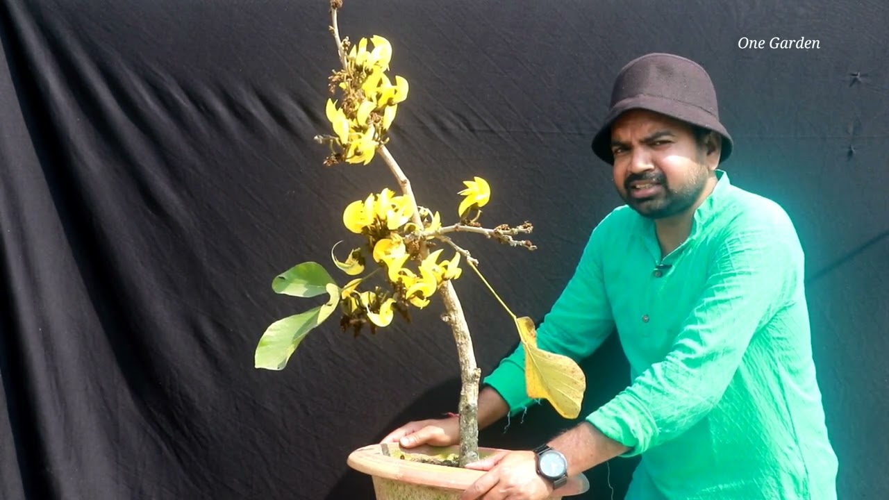 Palash tree grow and care in container, UPDATE 2022, Part 3