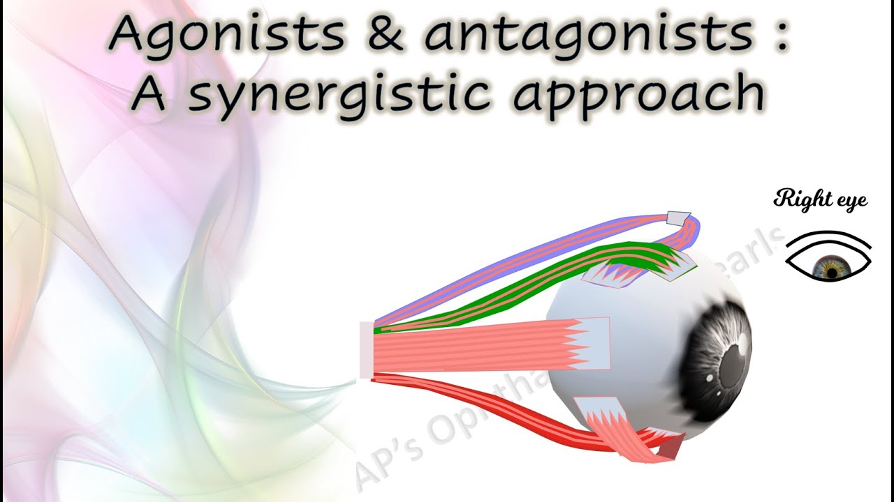 Agonists & Antagonists — A Synergistic Approach