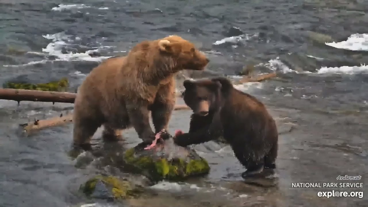 Katmai Bears 9-10-25.  Bear #128 Grazer & 128F Have Breakfast in the Riffles.  explore.org