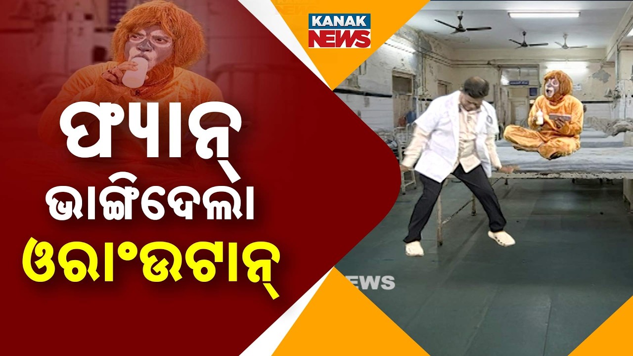 ଫ୍ୟାନ୍&zwnj; ଭାଙ୍ଗିଦେଲା ଓରାଂଉଟାନ୍&zwnj; | Orangutan Rescued | Loka Nakali Katha Asali Odia Comedy | Kanak News