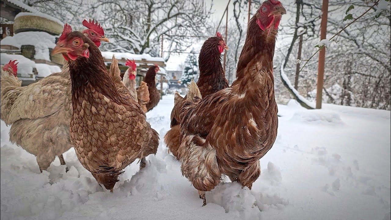Winter Farm Vlog: Chickens Enjoy the Snow