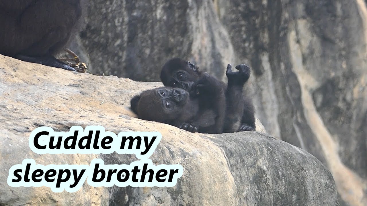 Gorilla Jabali cuddle his little brother Ringo. / 小金剛猩猩Jabali擁抱想睡覺的弟弟