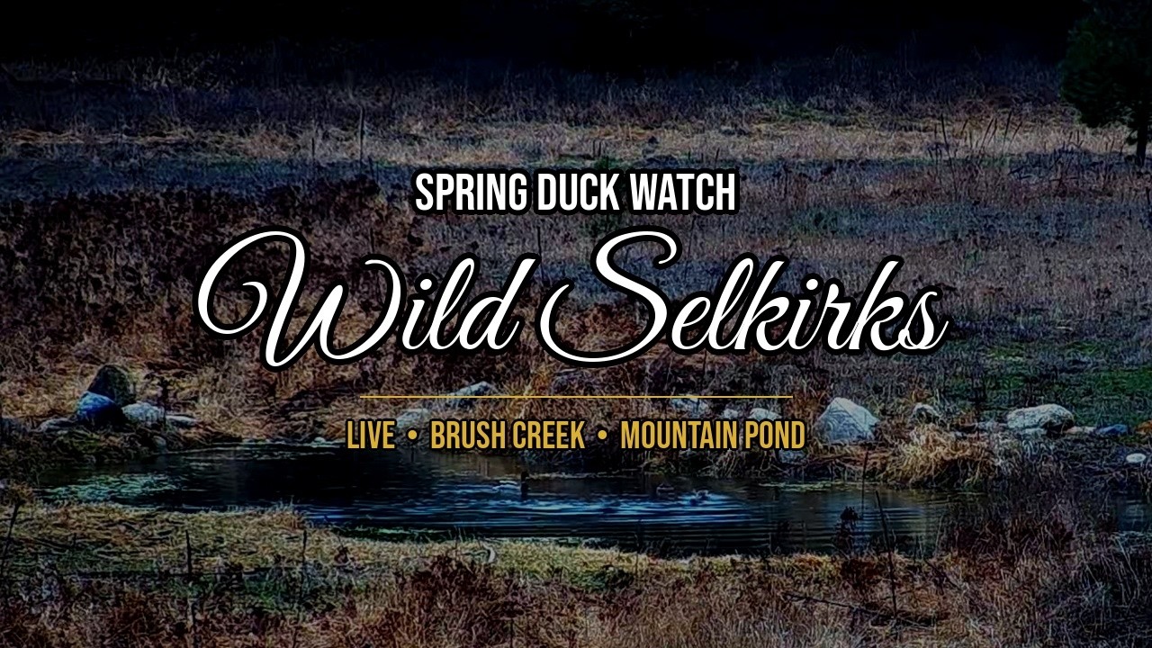 Spring Duck Watch LIVE | Mountain Pond & Brush Creek | Wild Selkirks