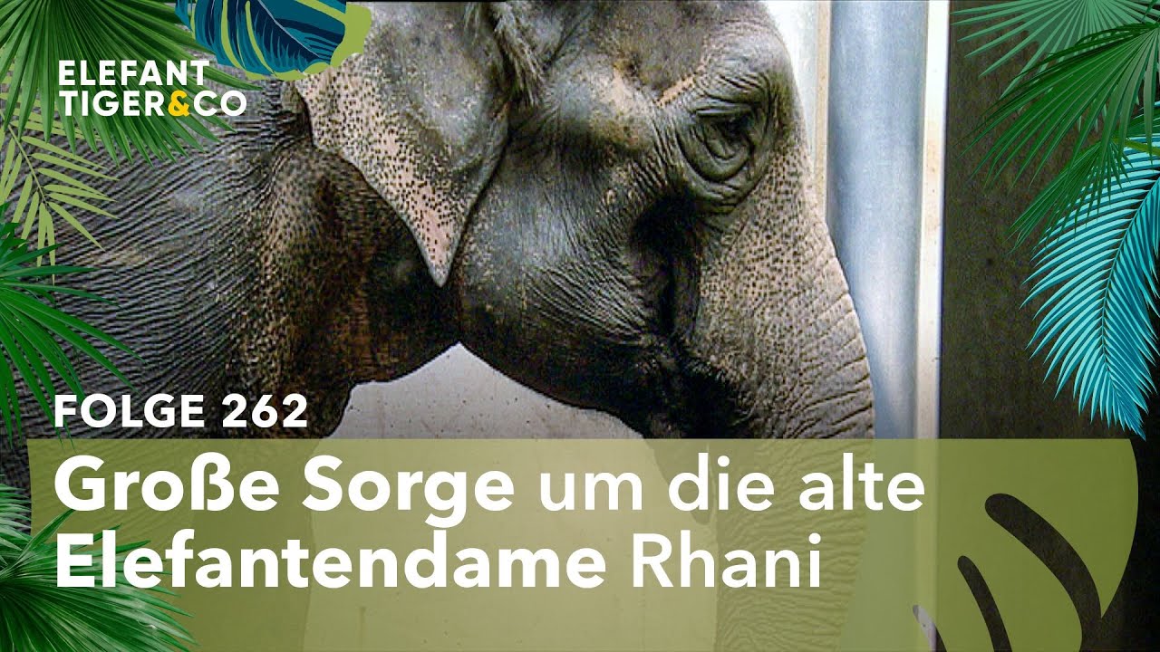 Abschied von Elefantendame Rhani? (Folge 262) | Elefant, Tiger & Co. | MDR