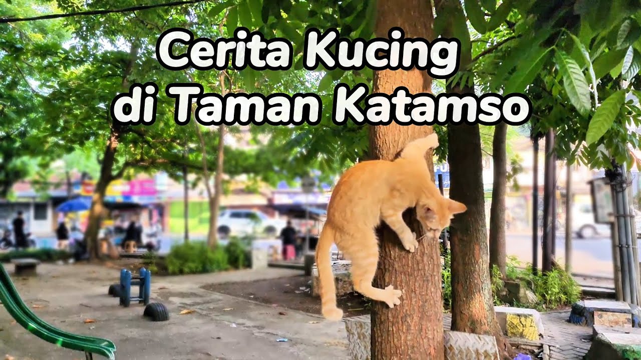 Cerita Kucing di Taman Katamso | Pagi yang Tenang di Tengah Kota Bandung