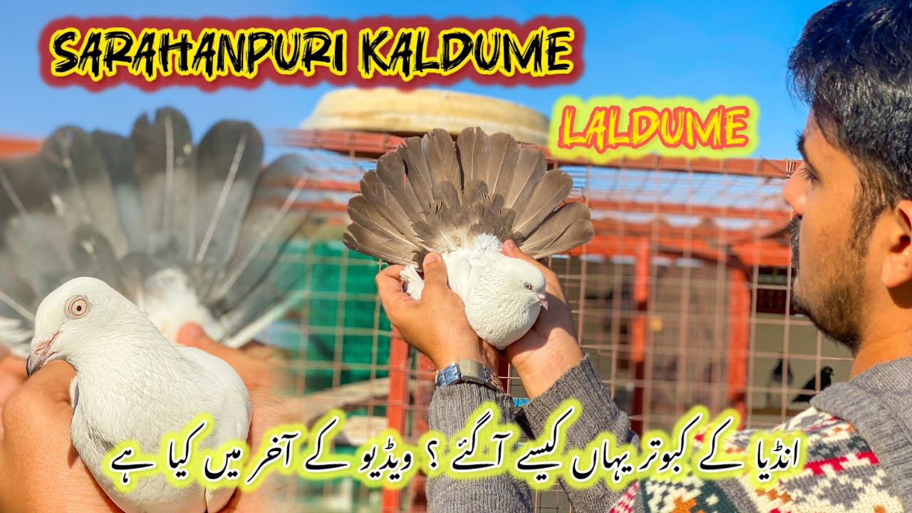 Laldume kaldume kabootaro ka shok|| Saharanpuri laldume kaldume || Chandrakhani kabootar
