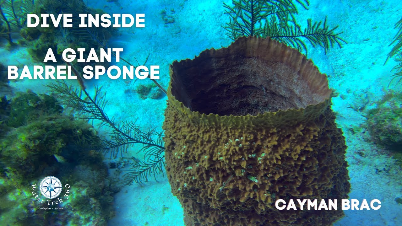 DIVE INSIDE GIANT BARREL SPONGES !