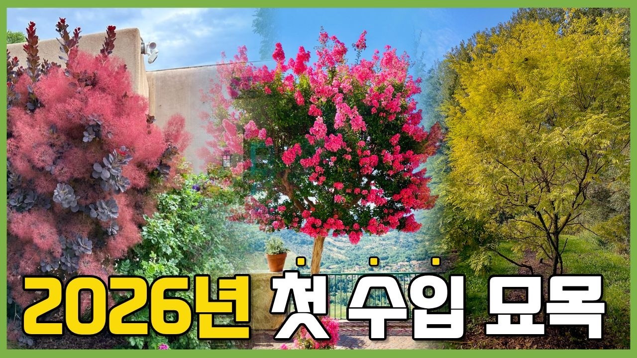 2026년 처음으로 수입된 묘목들을 소개합니다 신박사가 보증하는 특묘 판매합니다 #가드닝 #배롱나무 #황금회화